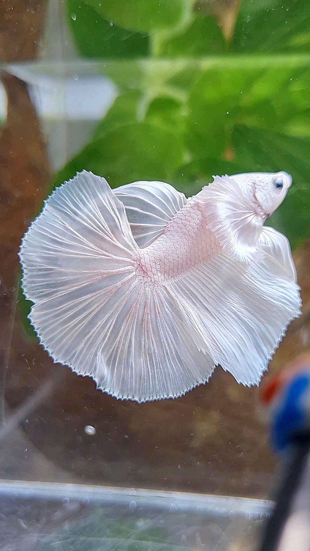 HALFMOON DUMBO EAR ROSETAIL WHITE PLATINUM BETTA FISH