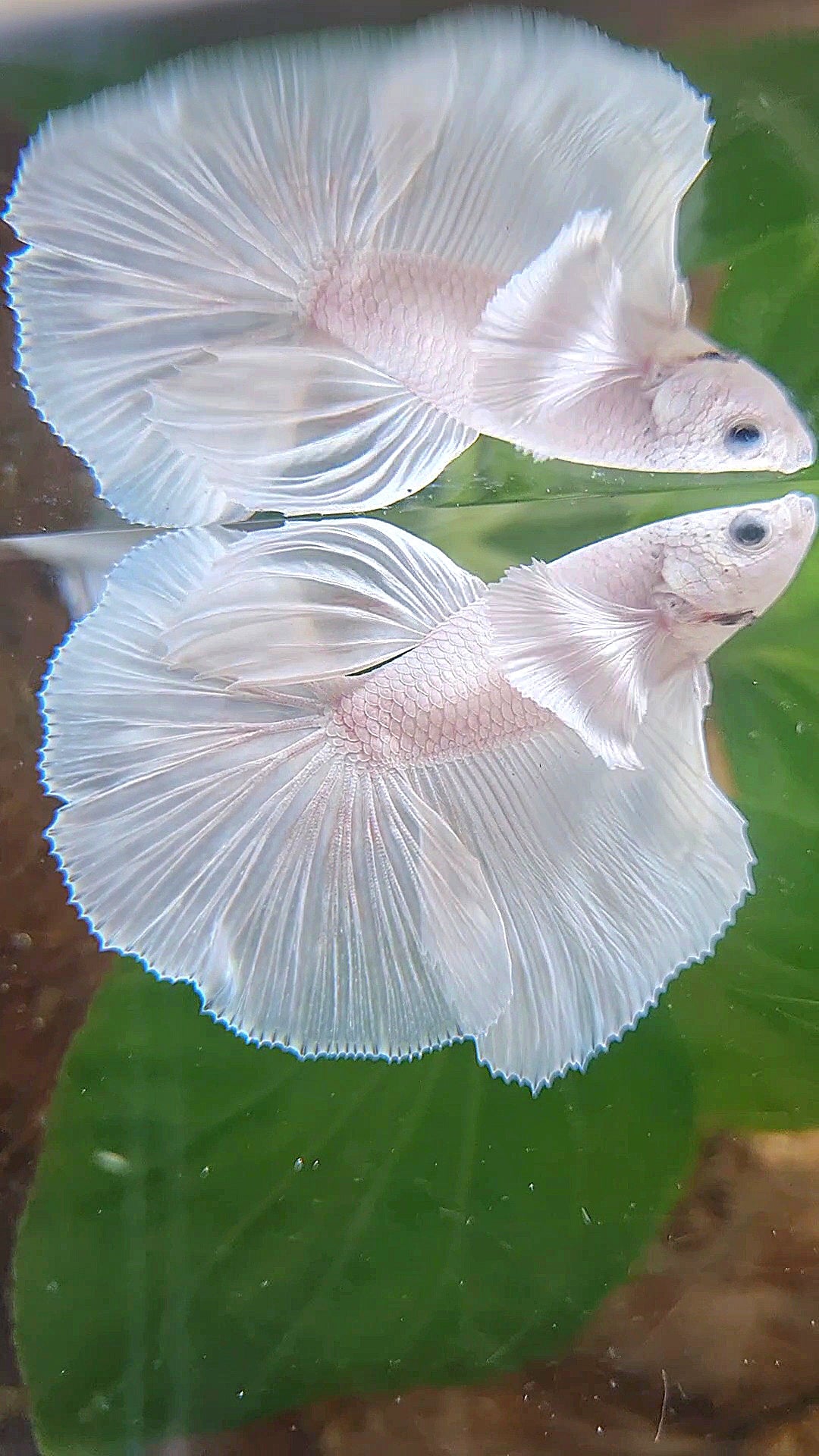 HALFMOON DUMBO EAR ROSETAIL WHITE PLATINUM BETTA FISH