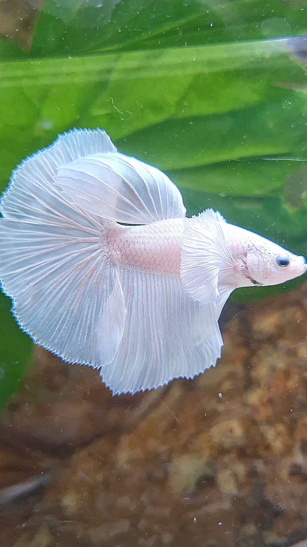 HALFMOON DUMBO EAR ROSETAIL WHITE PLATINUM BETTA FISH