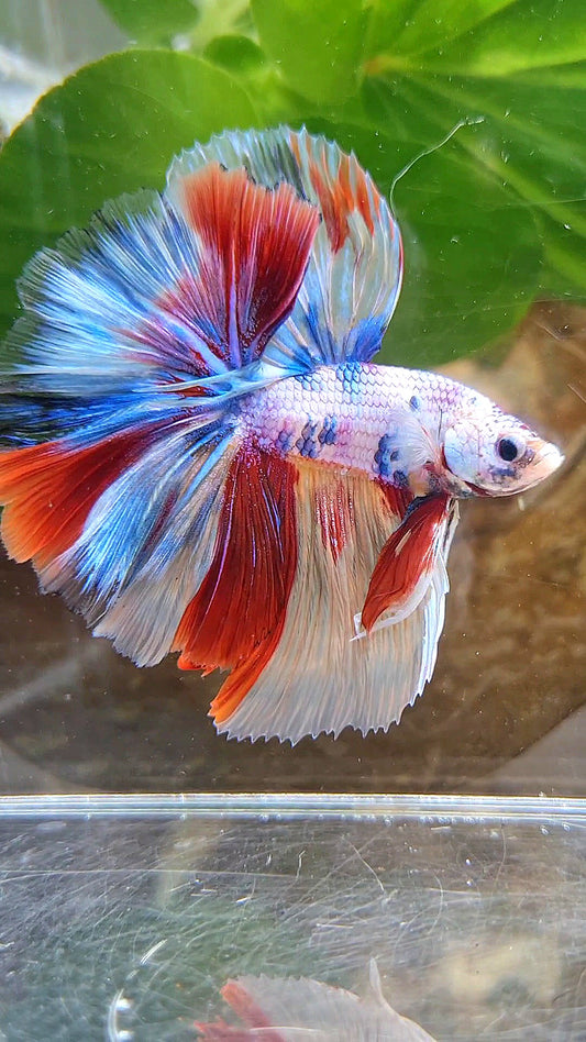 HALFMOON OVER ROSETAIL CANDY PURPLE FANCY MULTICOLOR BETTA FISH