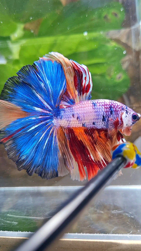 HALFMOON OVER ROSETAIL CANDY PURPLE FANCY MULTICOLOR BETTA FISH