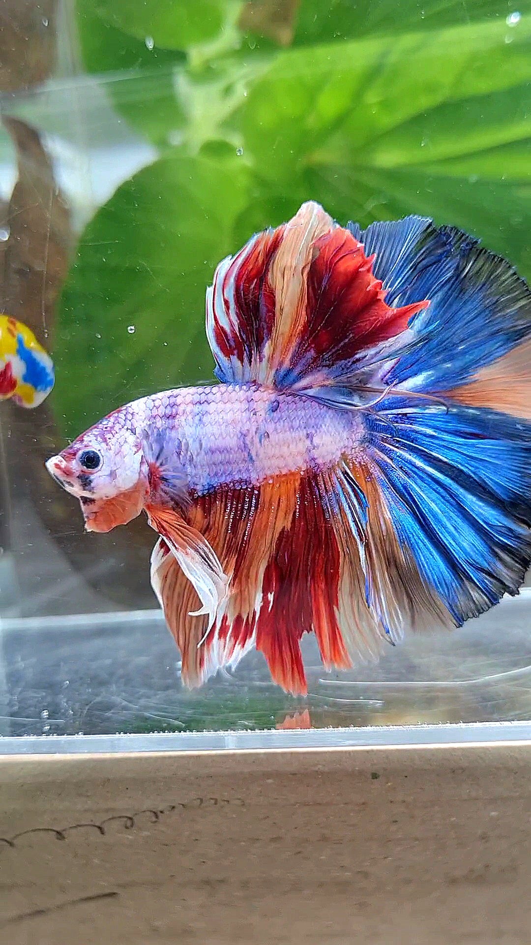 HALFMOON OVER ROSETAIL CANDY PURPLE FANCY MULTICOLOR BETTA FISH