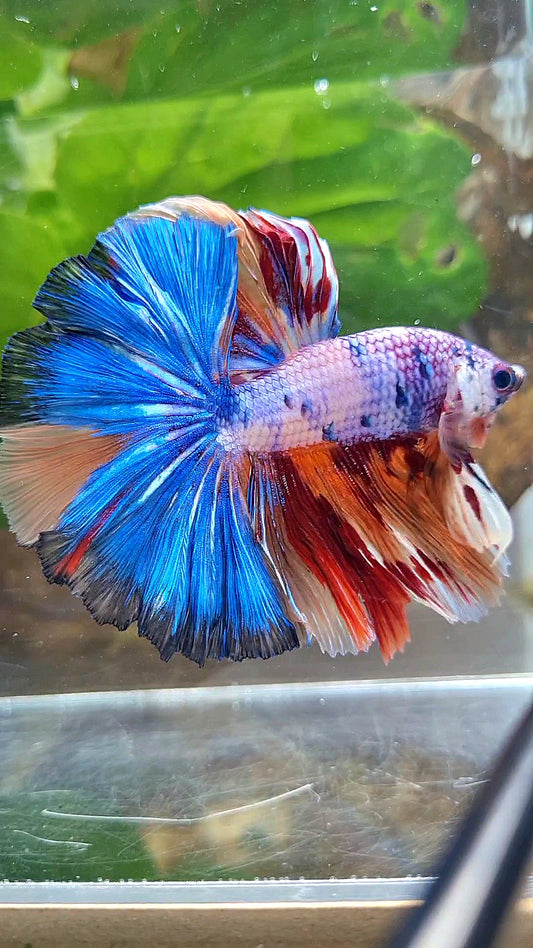 HALFMOON OVER ROSETAIL CANDY PURPLE FANCY MULTICOLOR BETTA FISH