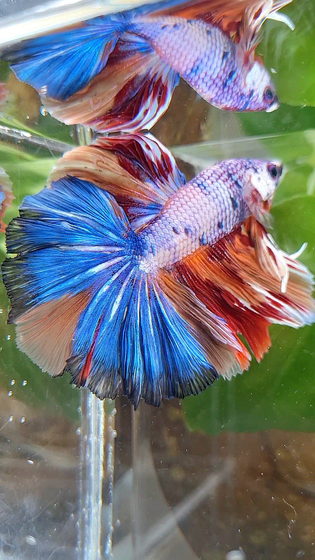 HALFMOON OVER ROSETAIL CANDY PURPLE FANCY MULTICOLOR BETTA FISH