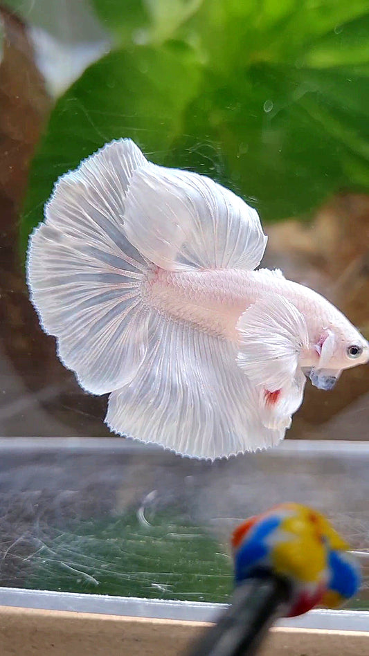 HALFMOON DUMBO EAR ROSETAIL WHITE PLATINUM BETTA FISH
