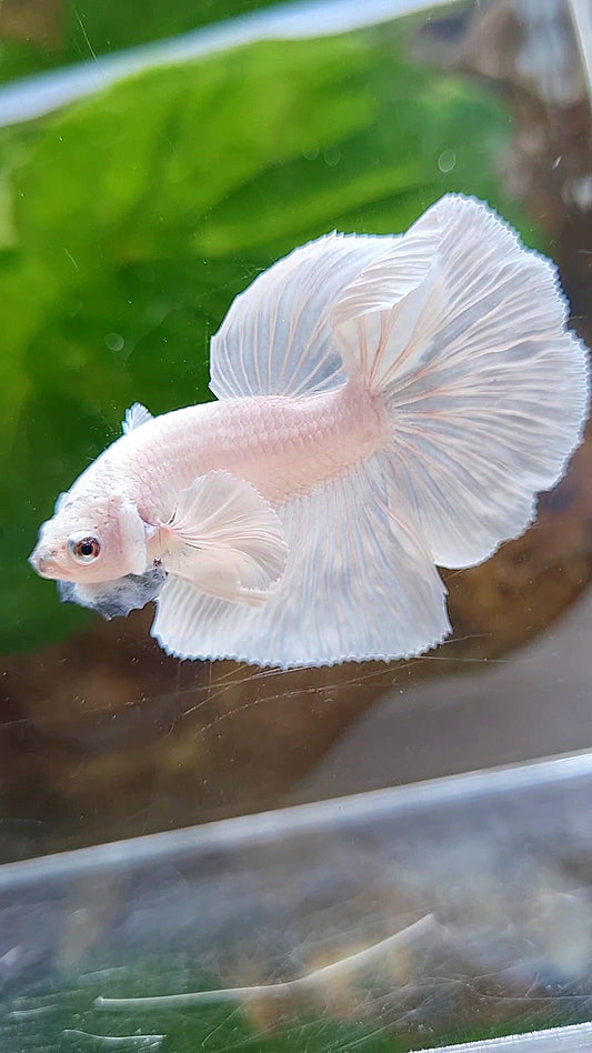 HALFMOON DUMBO EAR ROSETAIL WHITE PLATINUM BETTA FISH