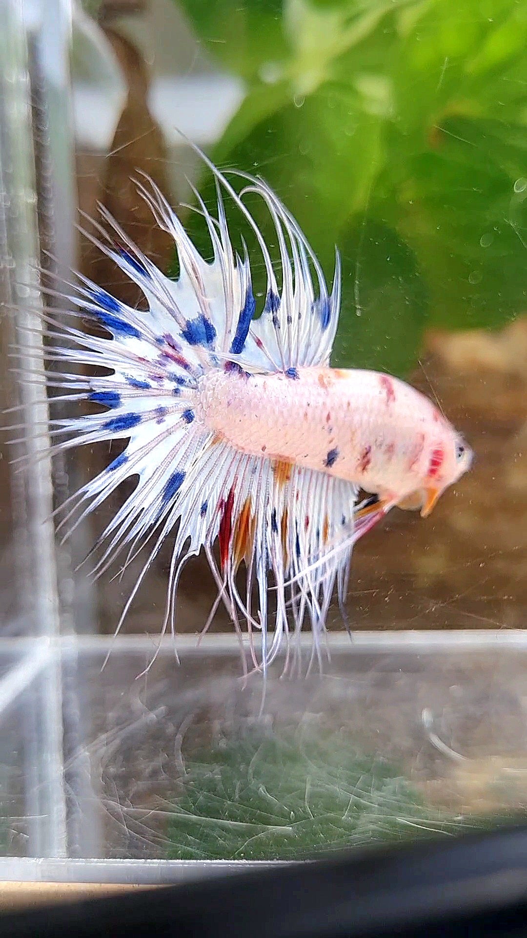 CROWNTAIL WHITE CANDY DOTS MULTICOLOR BETTA FISH