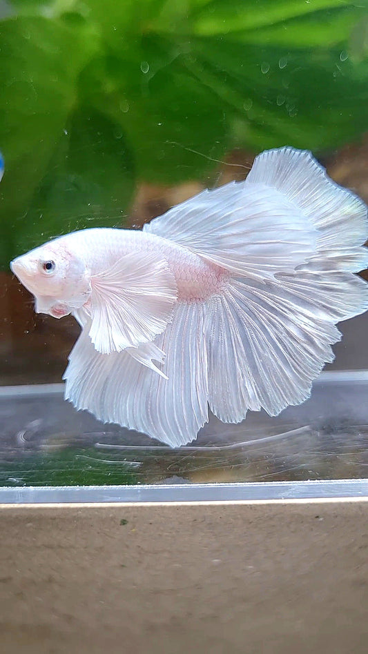 LUXURY HALFMOON DUMBO EAR ROSETAIL WHITE PLATINUM BETTA FISH