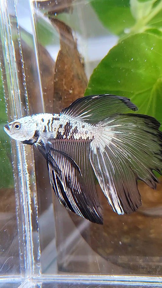 HALFMOON BLACK SAMURAI MAMBA SNOW MASKING BETTA FISH