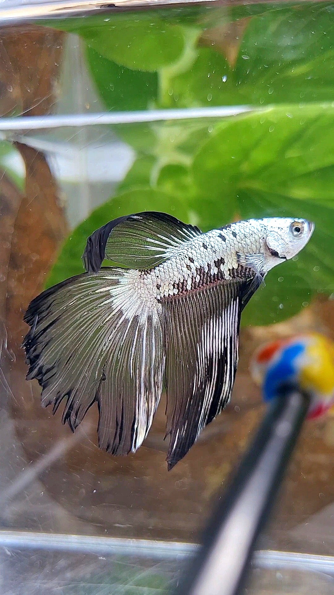 HALFMOON BLACK SAMURAI MAMBA SNOW MASKING BETTA FISH