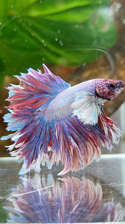 KING FEATHER TAIL HALFMOON PURPLE BETTA FISH