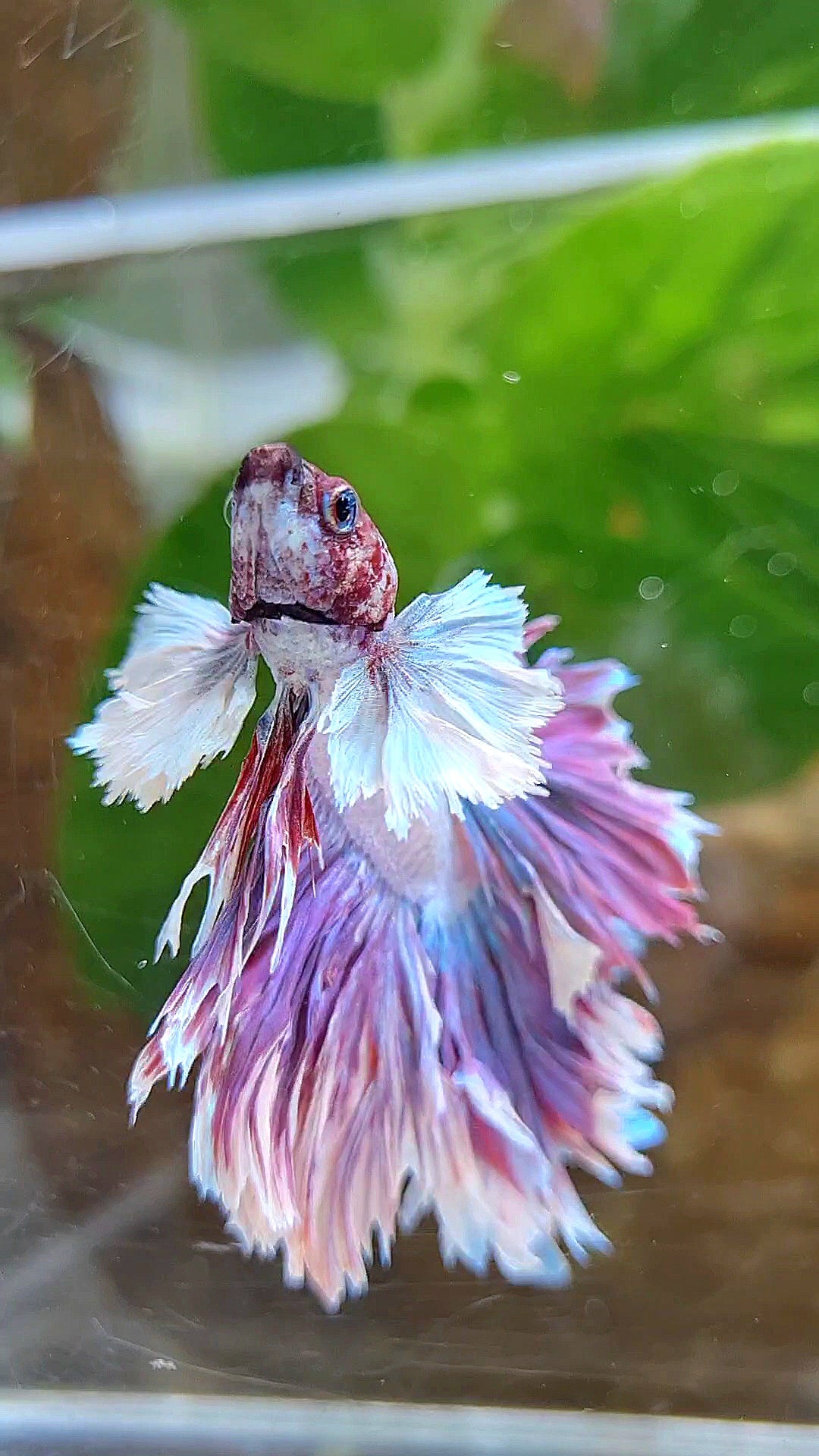KING FEATHER TAIL HALFMOON PURPLE BETTA FISH