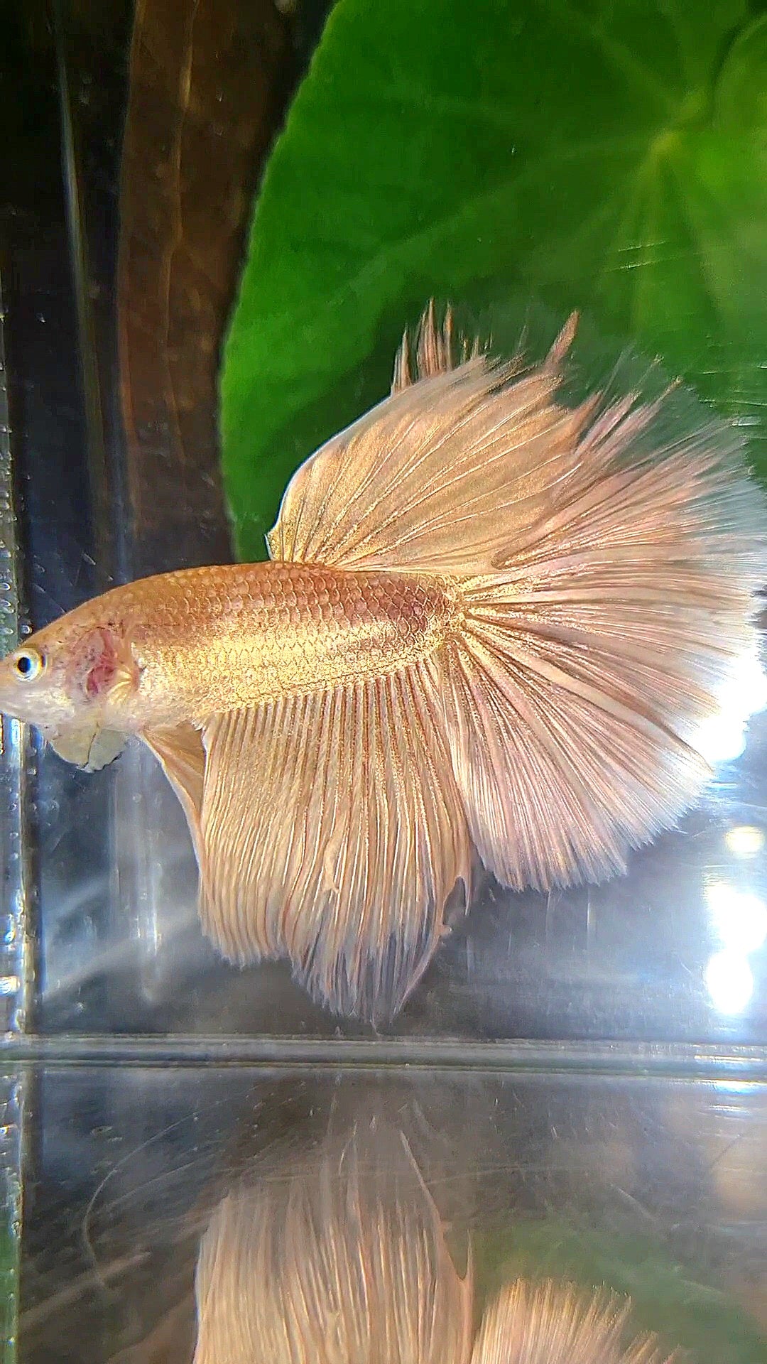 HALFMOON ROSETAIL SUPER GOLD BETTA FISH
