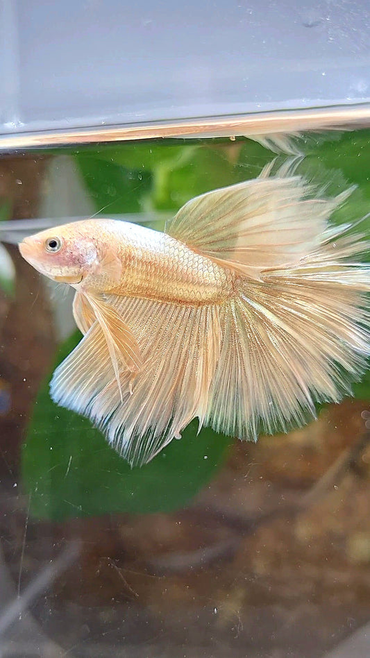 HALFMOON ROSETAIL SUPER GOLD BETTA FISH