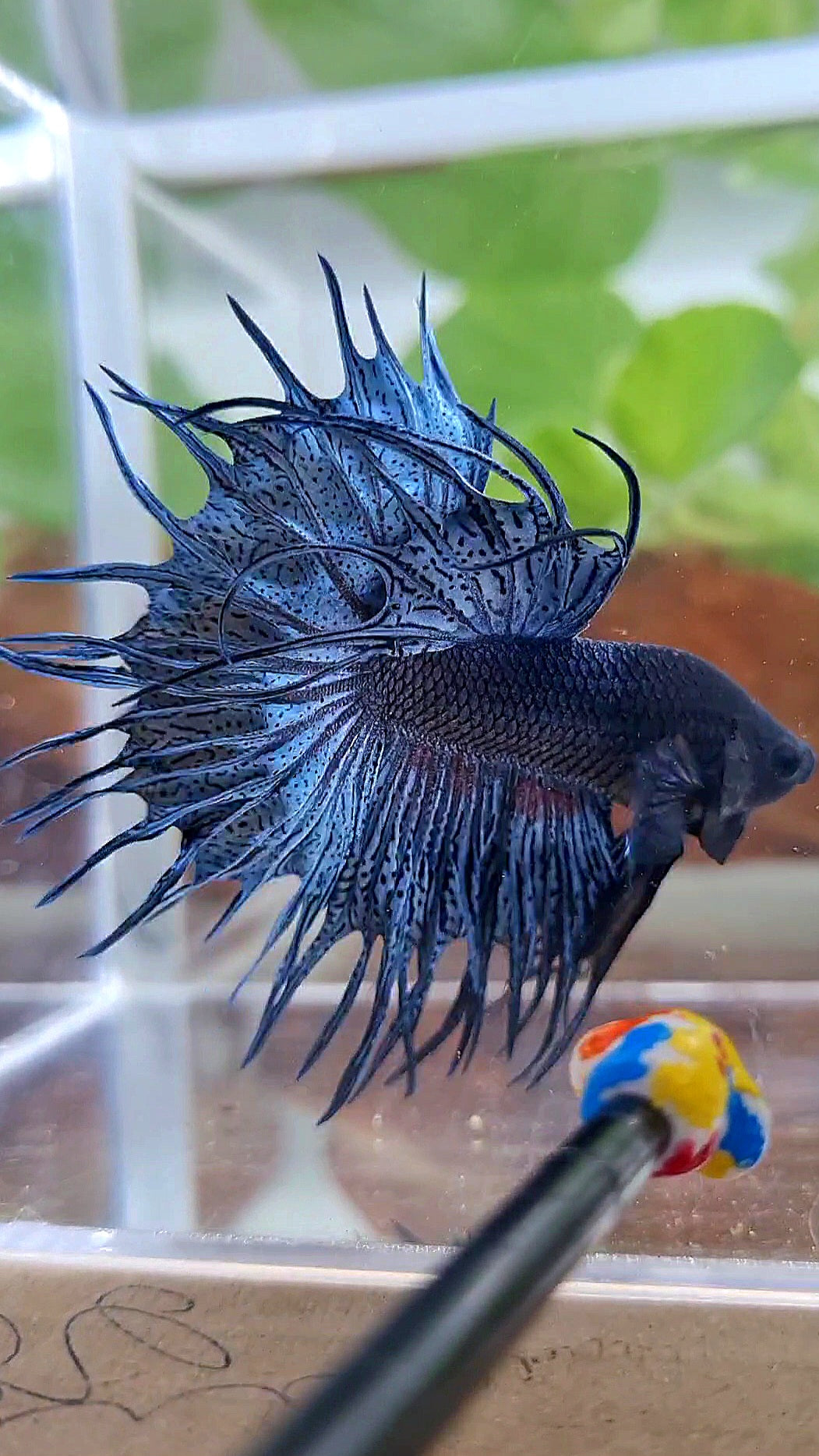 KING CROWNTAIL BLUE DARK BETTA FISH