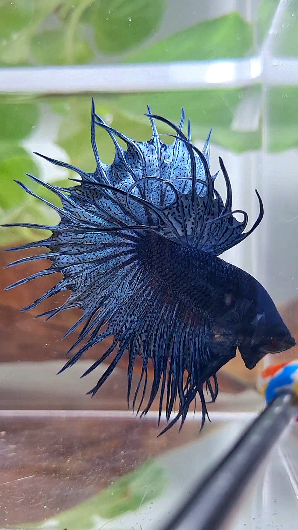 KING CROWNTAIL BLUE DARK BETTA FISH
