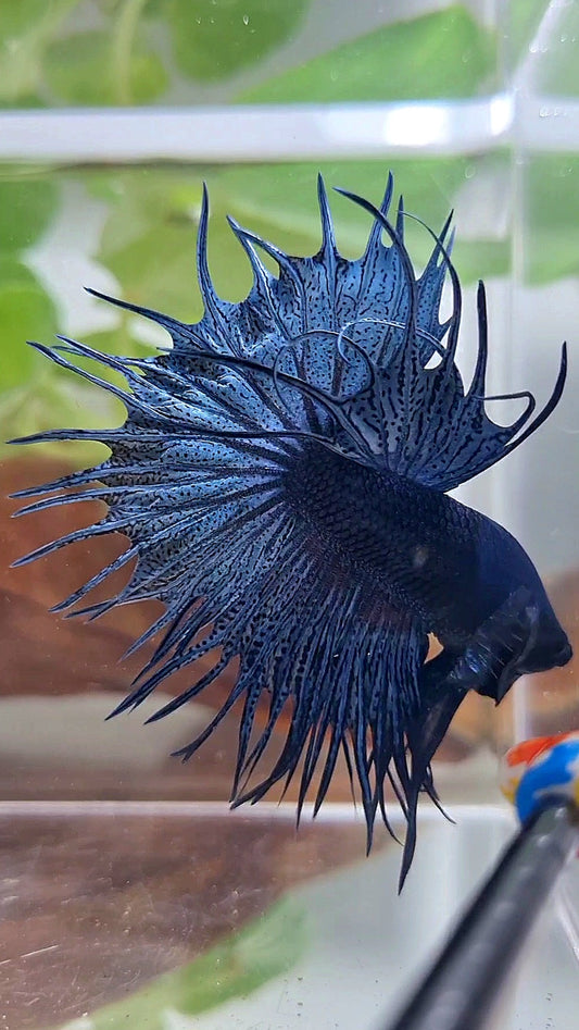 KING CROWNTAIL BLUE DARK BETTA FISH