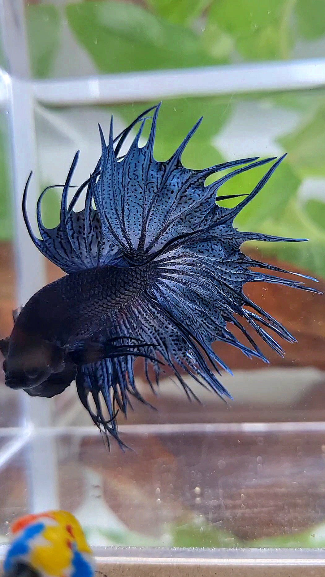 KING CROWNTAIL BLUE DARK BETTA FISH