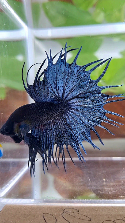 KING CROWNTAIL BLUE DARK BETTA FISH