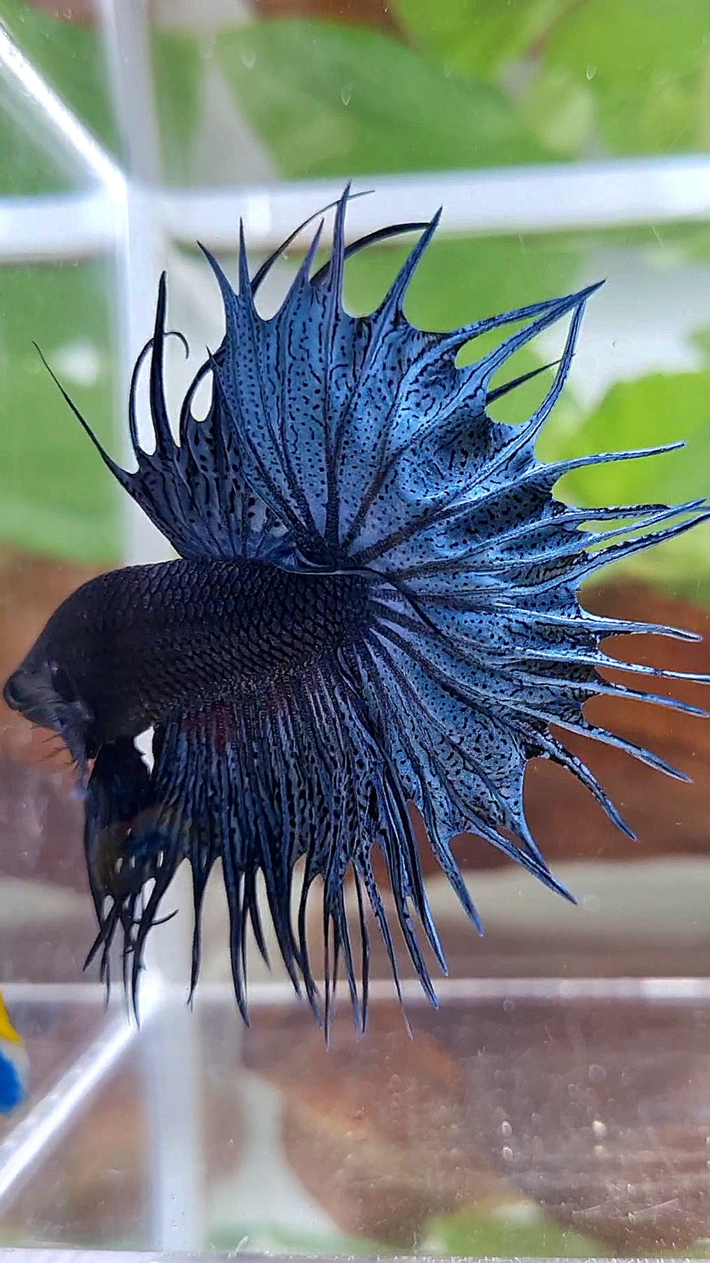 KING CROWNTAIL BLUE DARK BETTA FISH