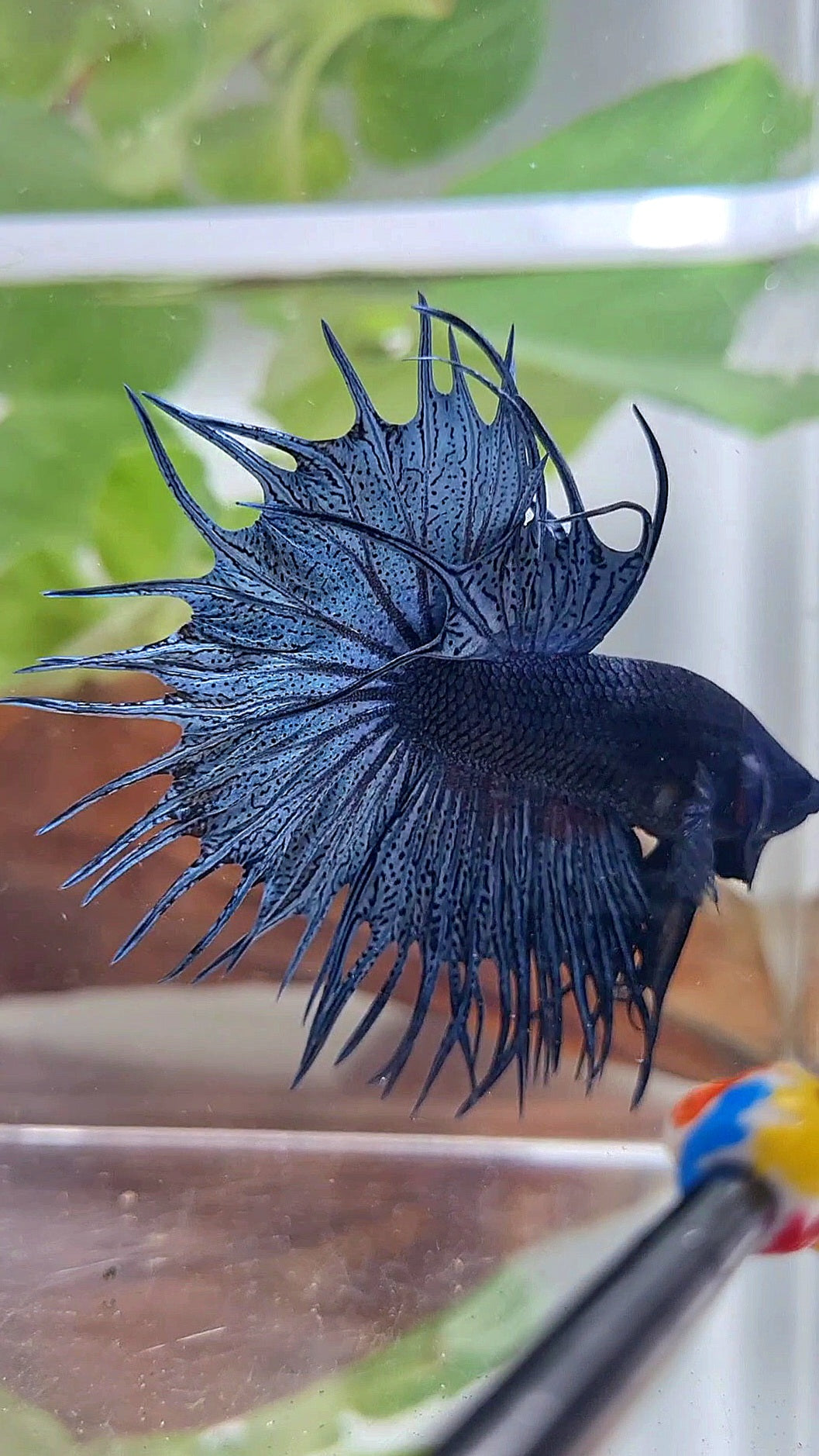 KING CROWNTAIL BLUE DARK BETTA FISH