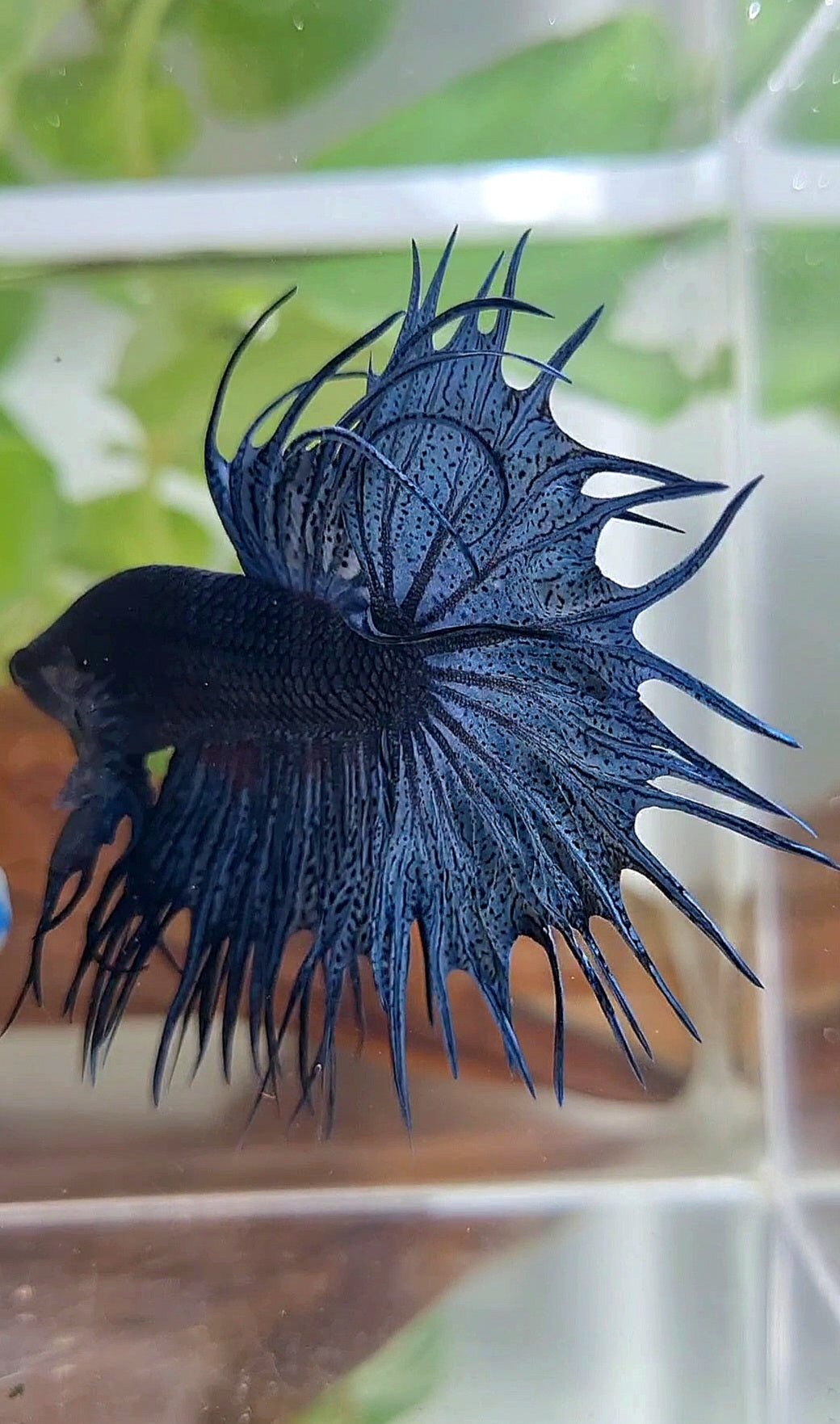 KING CROWNTAIL BLUE DARK BETTA FISH