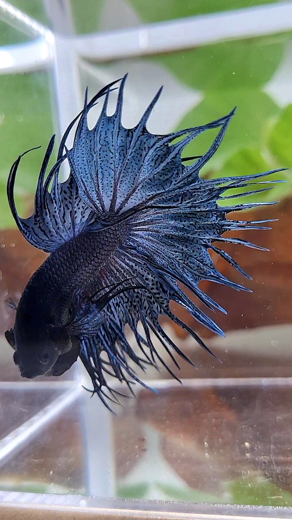KING CROWNTAIL BLUE DARK BETTA FISH