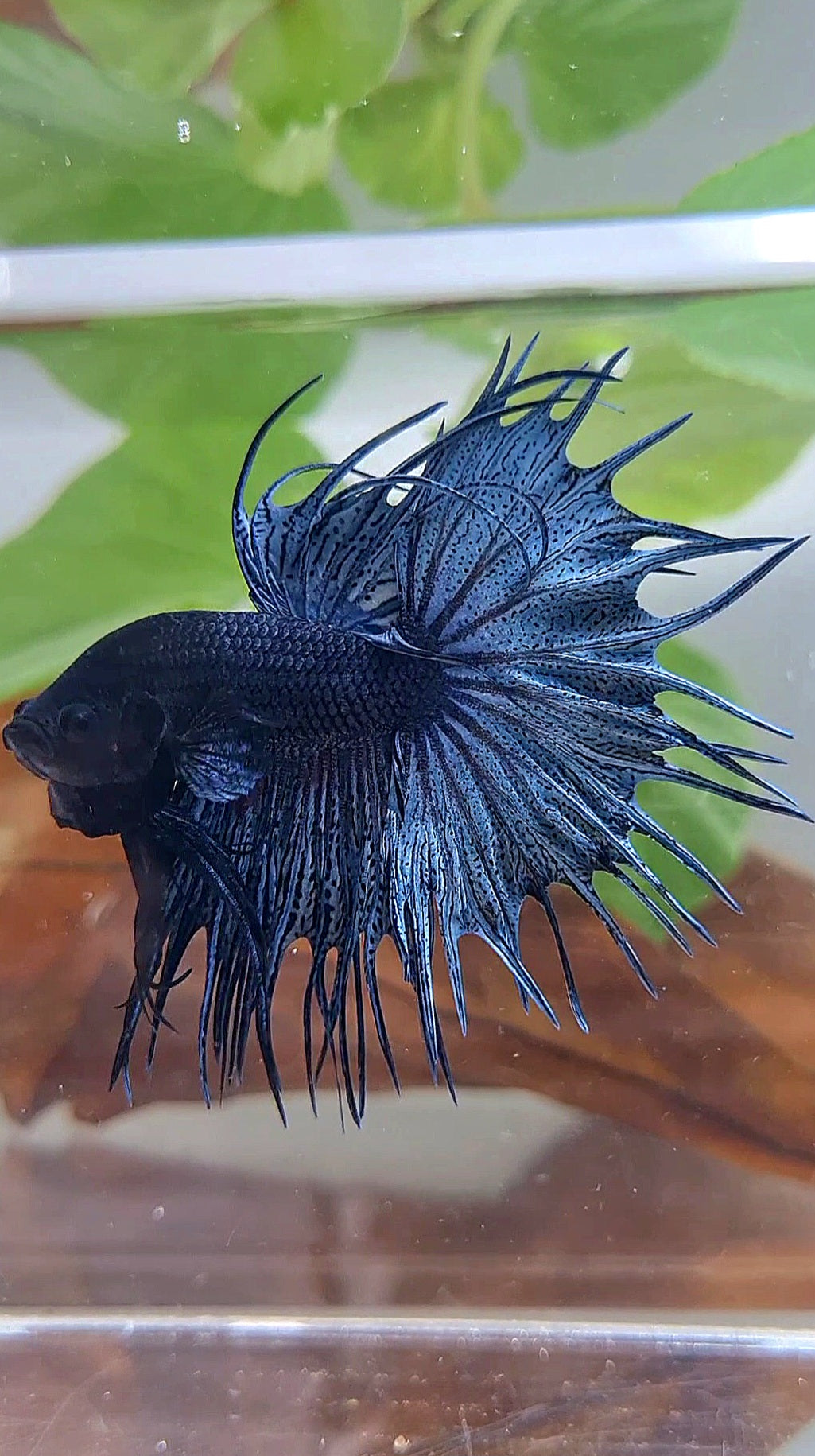 KING CROWNTAIL BLUE DARK BETTA FISH