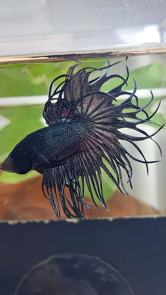 KING CROWNTAIL COPPER DARK BETTA FISH