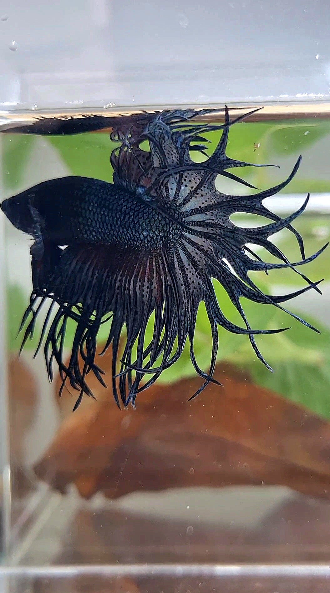 KING CROWNTAIL COPPER DARK BETTA FISH