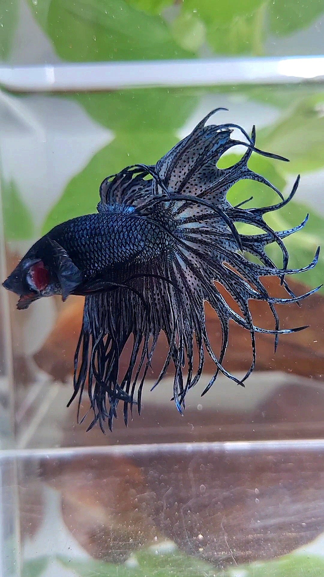 KING CROWNTAIL COPPER DARK BETTA FISH