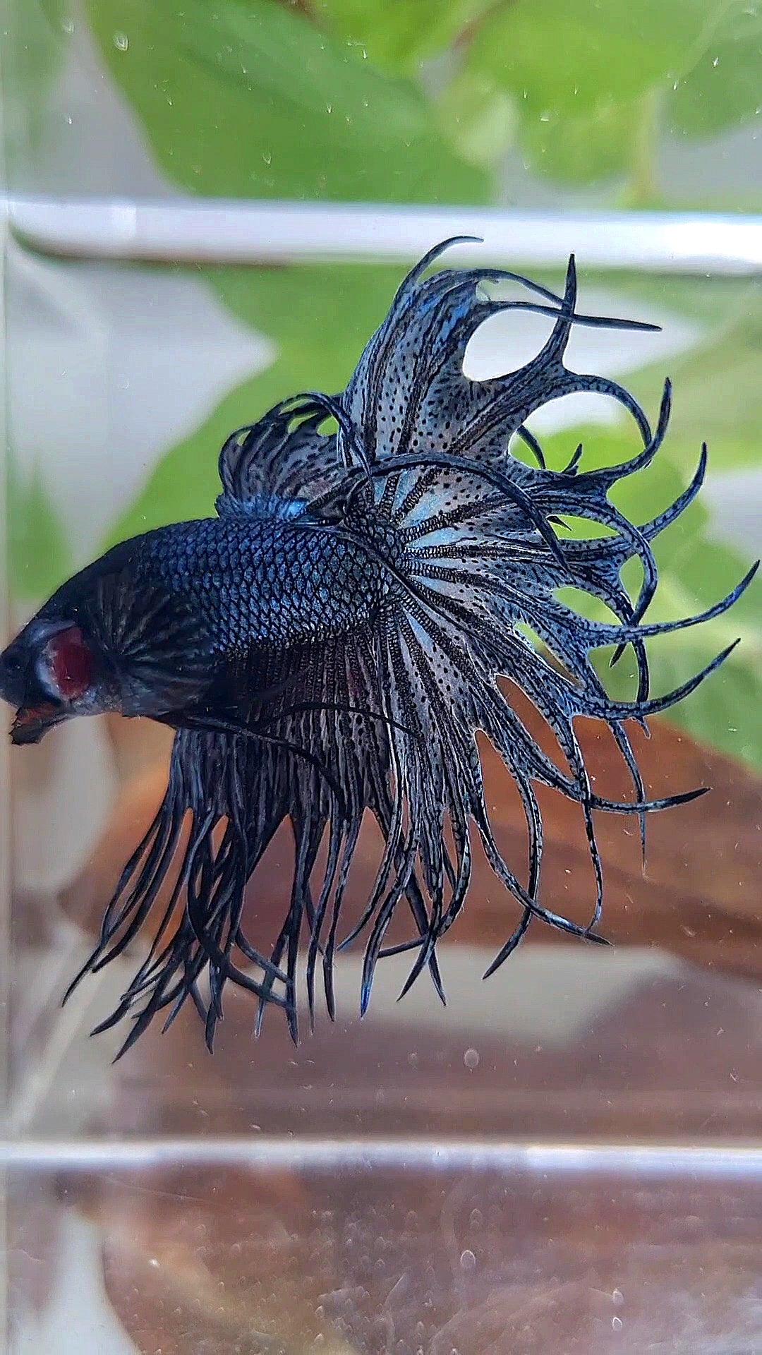 KING CROWNTAIL COPPER DARK BETTA FISH
