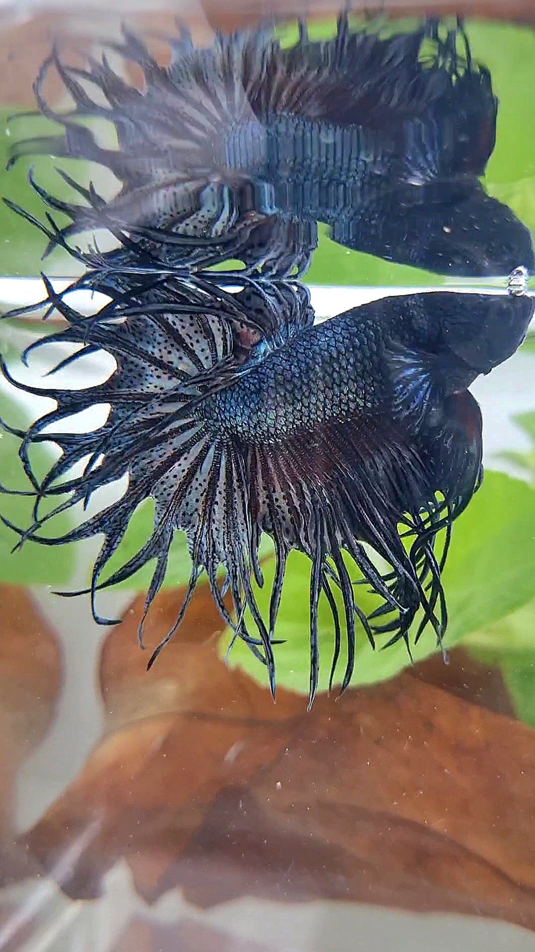 KING CROWNTAIL COPPER DARK BETTA FISH