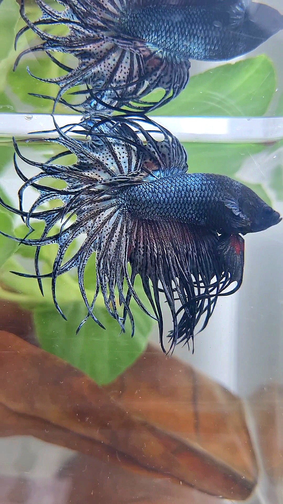 KING CROWNTAIL COPPER DARK BETTA FISH