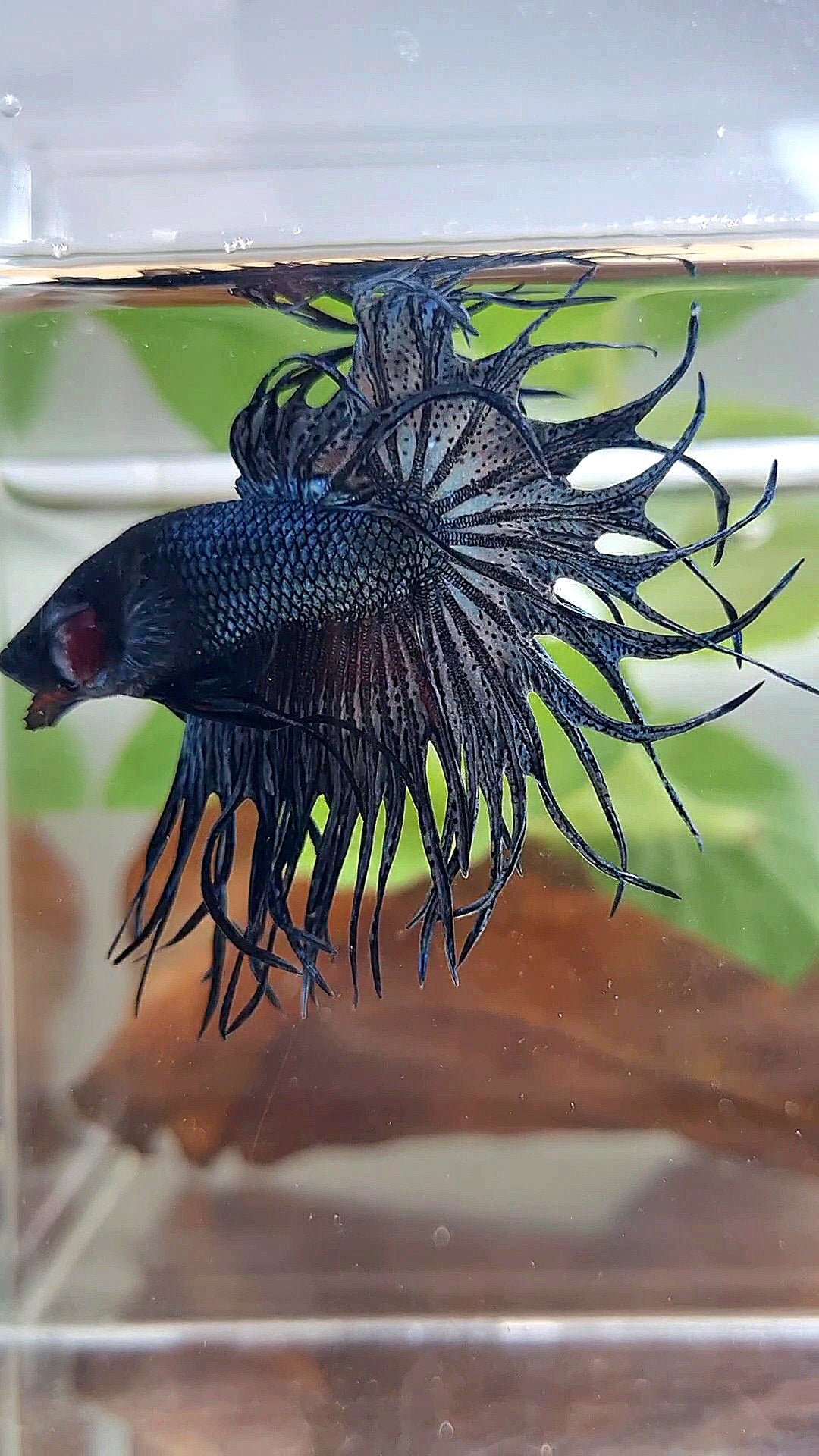 KING CROWNTAIL COPPER DARK BETTA FISH