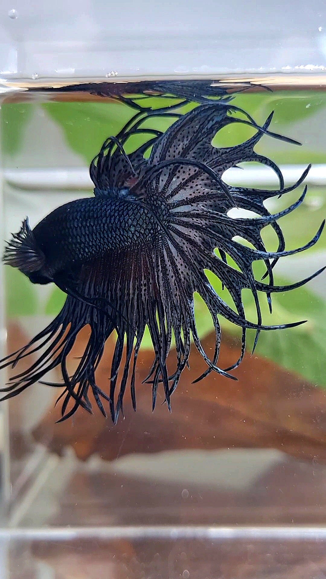 KING CROWNTAIL COPPER DARK BETTA FISH