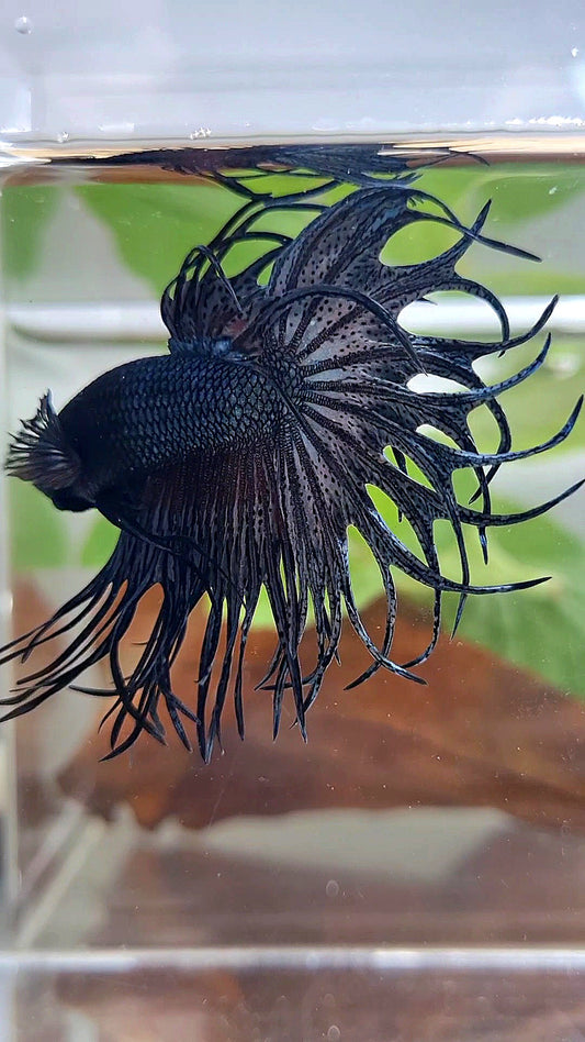 KING CROWNTAIL COPPER DARK BETTA FISH