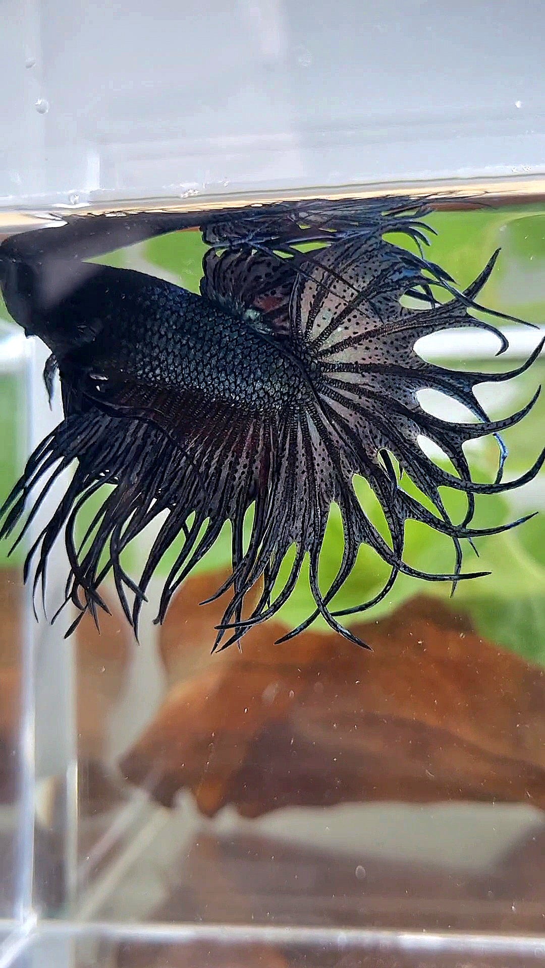 KING CROWNTAIL COPPER DARK BETTA FISH