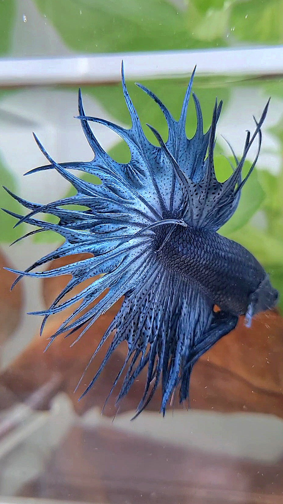 LUXURY KING CROWNTAIL FULL BLUE DARK BETTA FISH