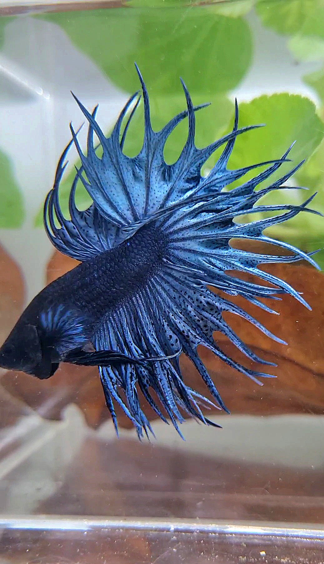 LUXURY KING CROWNTAIL FULL BLUE DARK BETTA FISH