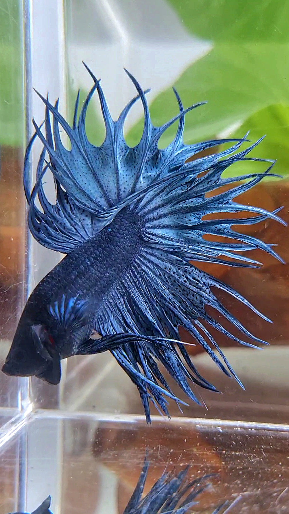 LUXURY KING CROWNTAIL FULL BLUE DARK BETTA FISH