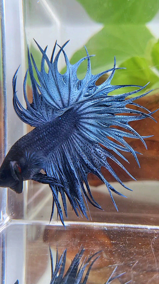 LUXURY KING CROWNTAIL FULL BLUE DARK BETTA FISH