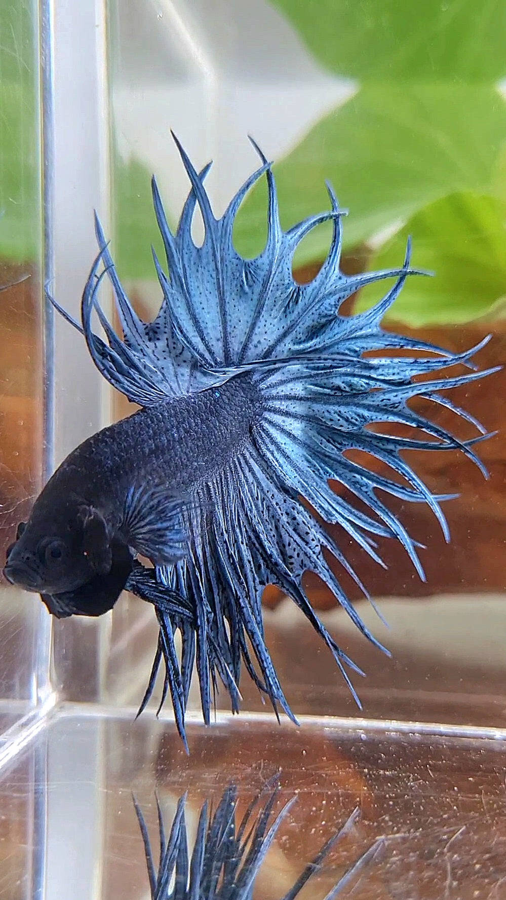 LUXURY KING CROWNTAIL FULL BLUE DARK BETTA FISH