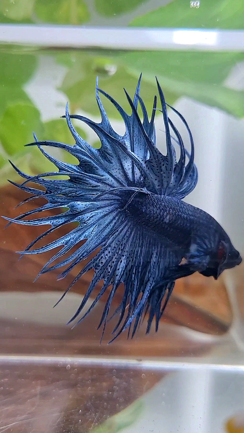 LUXURY KING CROWNTAIL FULL BLUE DARK BETTA FISH