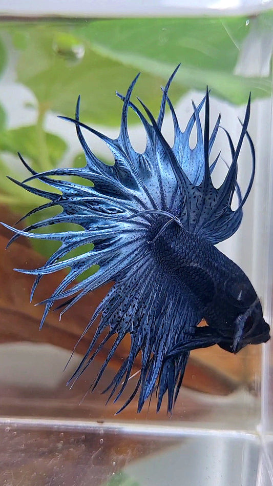 LUXURY KING CROWNTAIL FULL BLUE DARK BETTA FISH