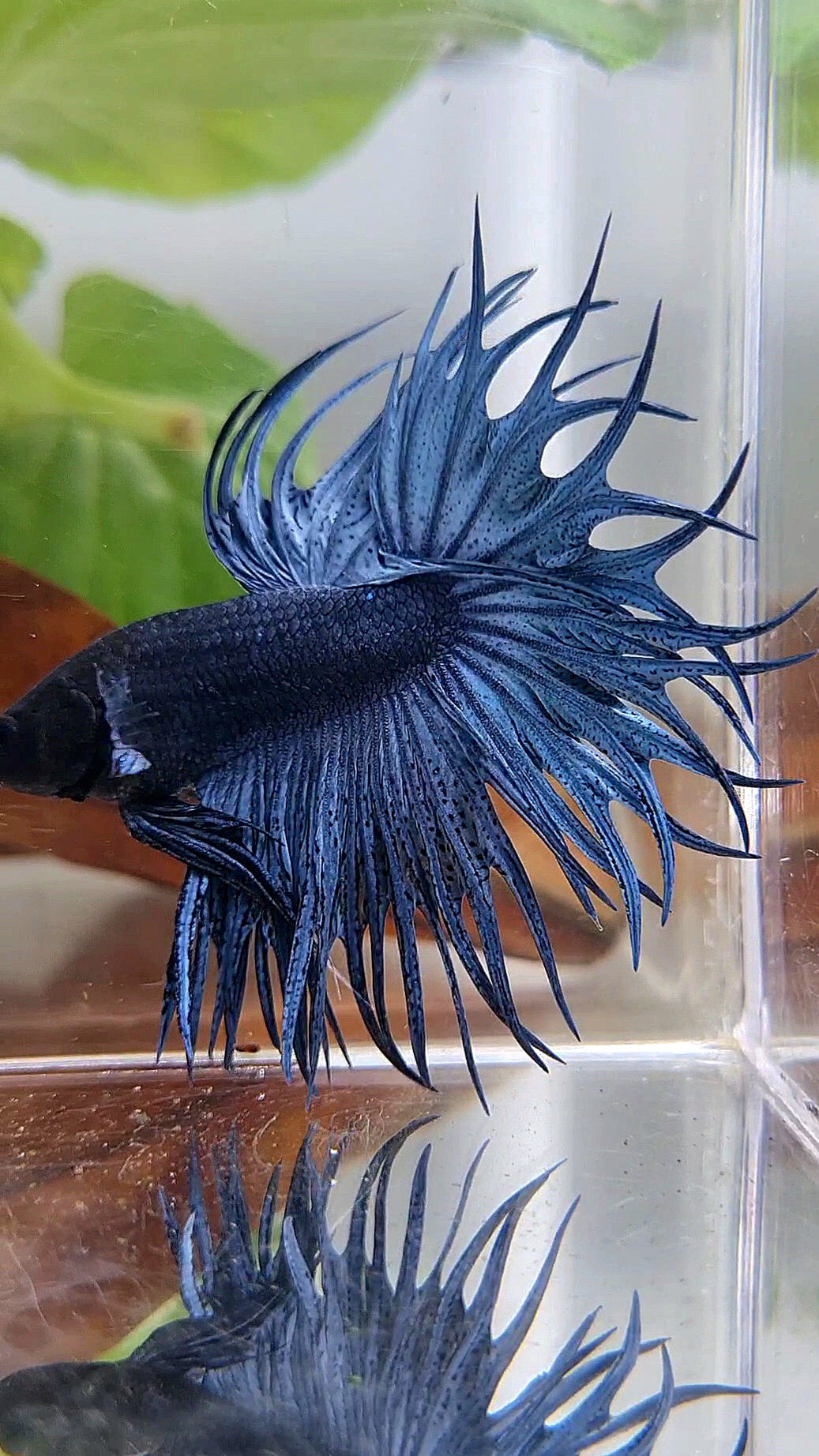 LUXURY KING CROWNTAIL FULL BLUE DARK BETTA FISH