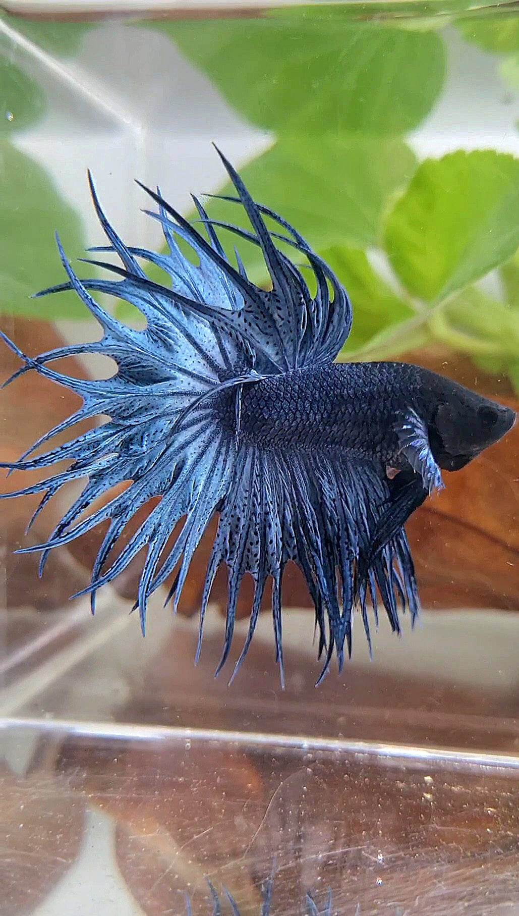 LUXURY KING CROWNTAIL FULL BLUE DARK BETTA FISH