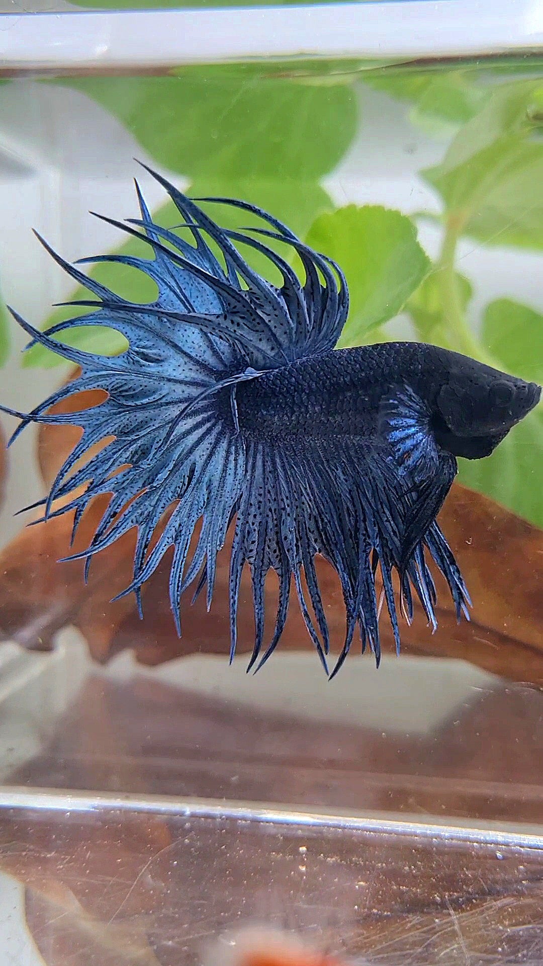 LUXURY KING CROWNTAIL FULL BLUE DARK BETTA FISH
