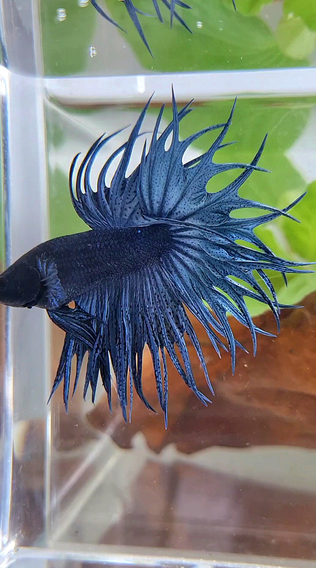 LUXURY KING CROWNTAIL FULL BLUE DARK BETTA FISH