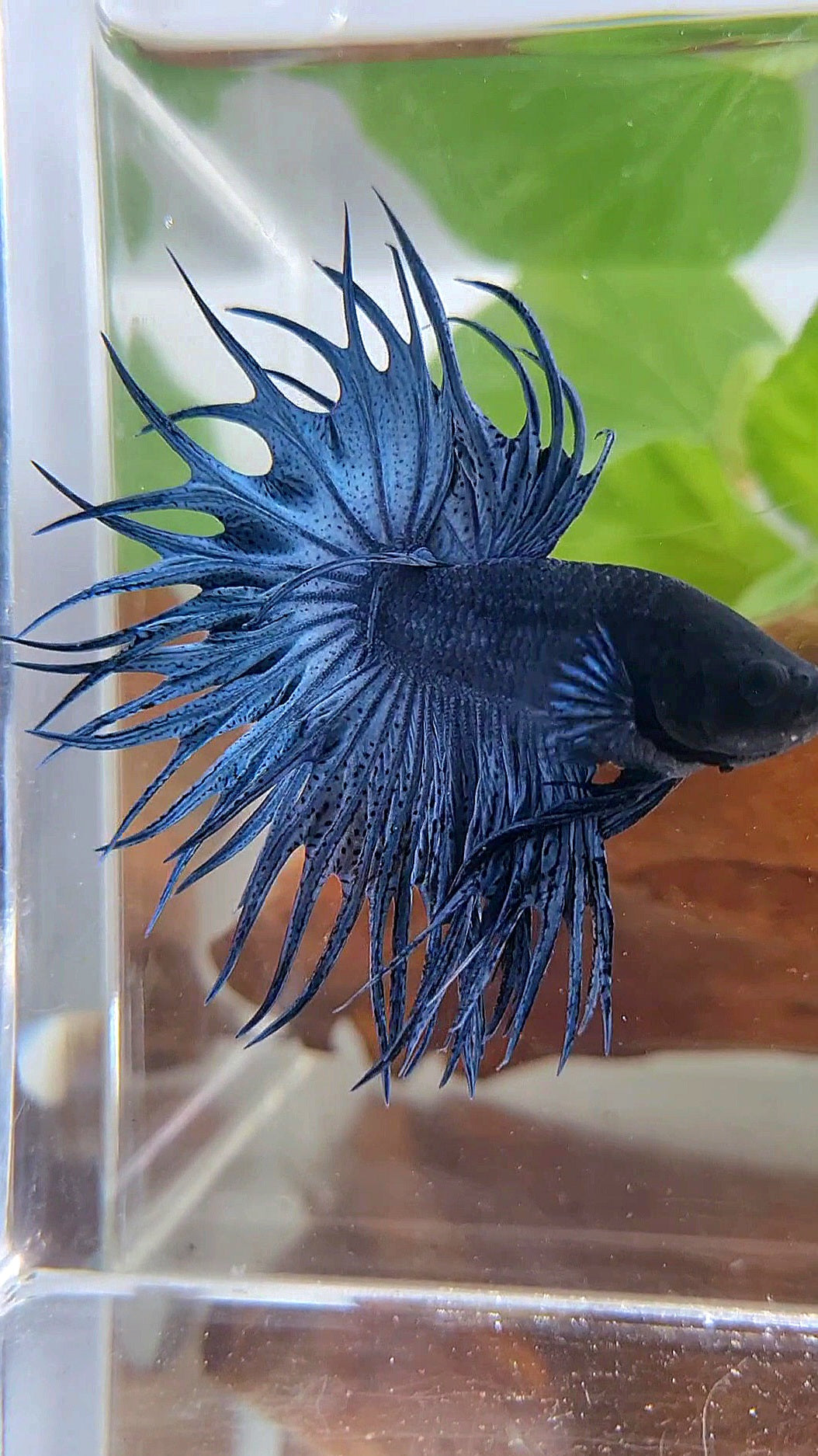 LUXURY KING CROWNTAIL FULL BLUE DARK BETTA FISH